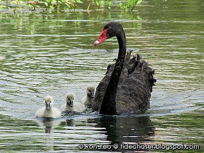 Black Swans (Cygnus atratus)