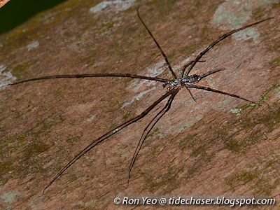 Lichen Two-tailed Spider (Hersilia sp.)