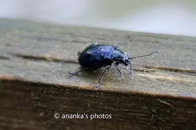 Alder Leaf Beetle at Alton Towers