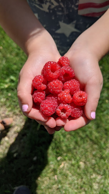 Fresh Picked Raspberries