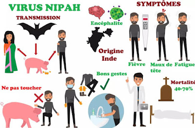 فيروس نيباه Nipah virus