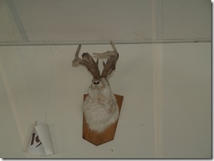 Again the elusive Jackelope
