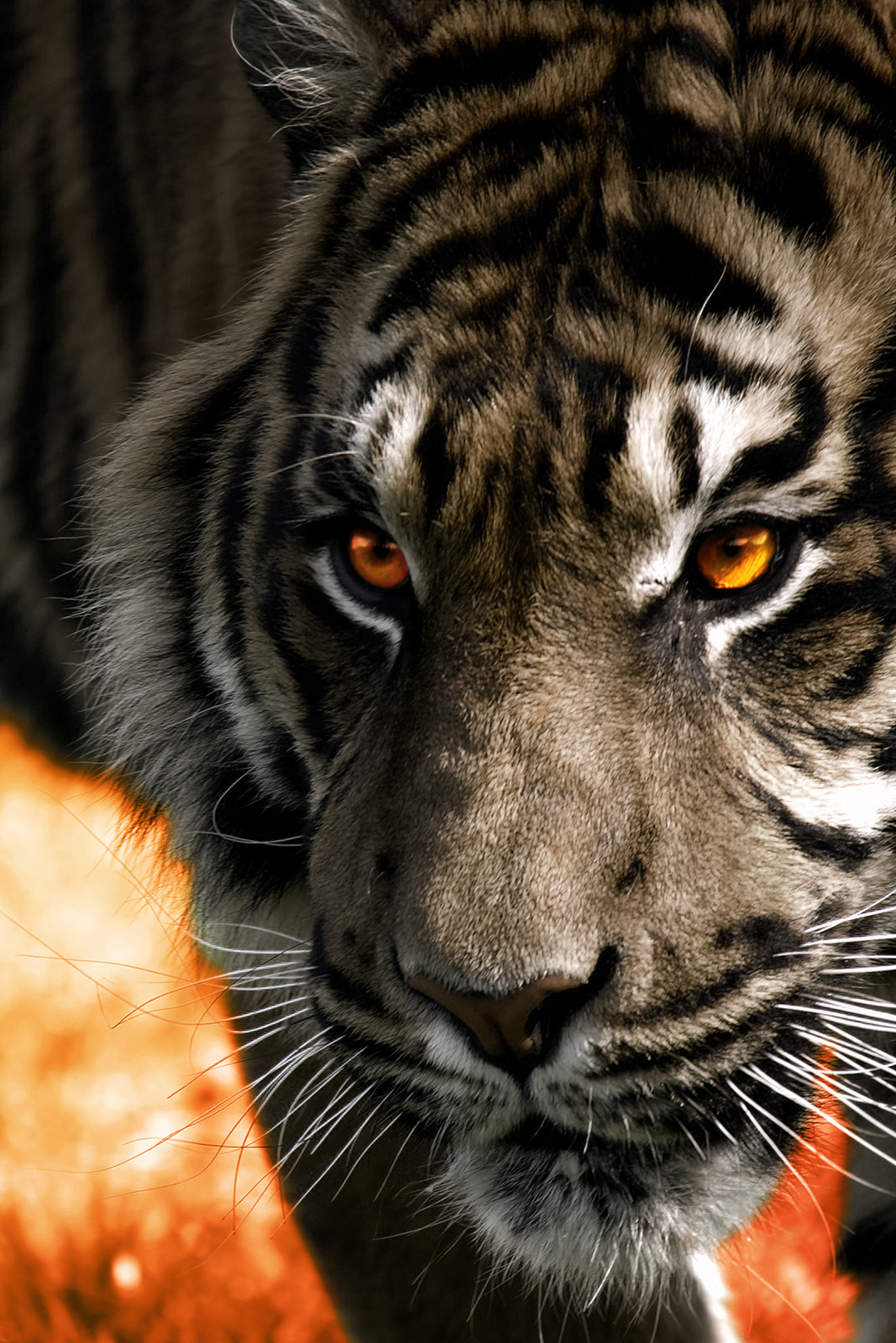 Download The Spotted Canvas: Orange Tiger Background
