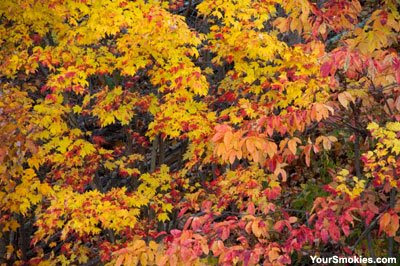 Foothills Parkway right now has fantastic color along the roadside