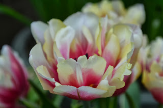 double tulips in pink and yellow