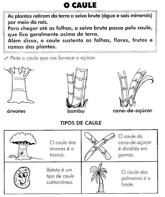 Atividades sobre as plantas ensino fundamental