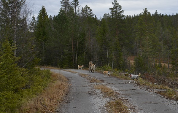 Kringsjå Gulsvik