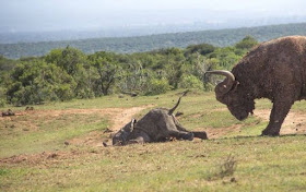 elephant vs wildebeest