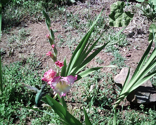 hummingbird eating from pink flowers