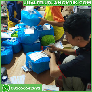 Jual Bibit jangkrik Murah Dan Berkualitas