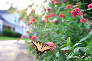 project 52, photoblog, blog hop, sun flare, sun, flare, nature, monarch butterfly, portrait photographer, Virginia photographer, 