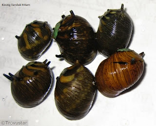 Suplier Foto Keong Tanduk Hitam Merah Tanaman Aquascape Pangandaran