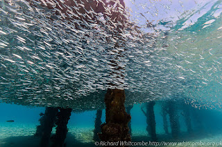 Sebutkan 5 hasil sumber daya alam laut