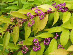 Callicarpa dichotoma 'Early Amethyst' Beautyberry at the Toronto Botanical Garden by garden muses-not another Toronto gardening blog