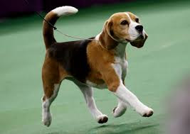 Beagle