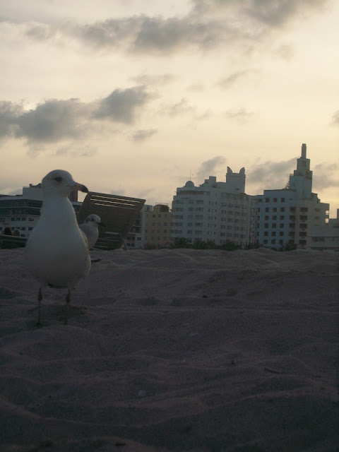 Proud,Seagull,sunset
