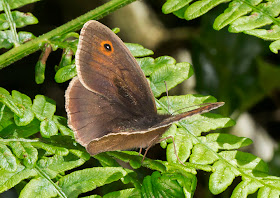 Meadow Brown butterfly, Maniola jurtina.  Nymphalidae.  West Wickham Common, 6 June 2014.