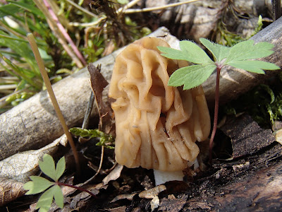 grzyby 2017, grzyby wiosenne, grzyby w kwietniu, grzyby pod topolami, Verpa bohemica naparstniczka czeska, Tremella mesenterica trzęsak pomarańczowożółty, kisielnica kędzierzawa-Exidia-plana