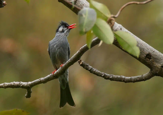 কালাে বুলবুল