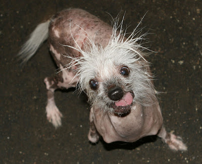 Ugly Dog Breed. Elwood, winner of ugliest dog