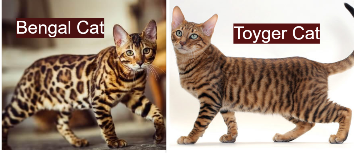 Bengal Cat vs Toyger Cat: Size