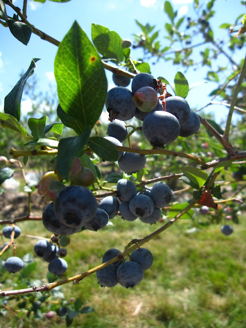 blueberries!