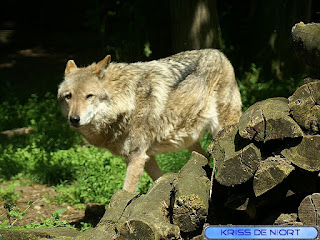 Photo de Loup - Canis lupus