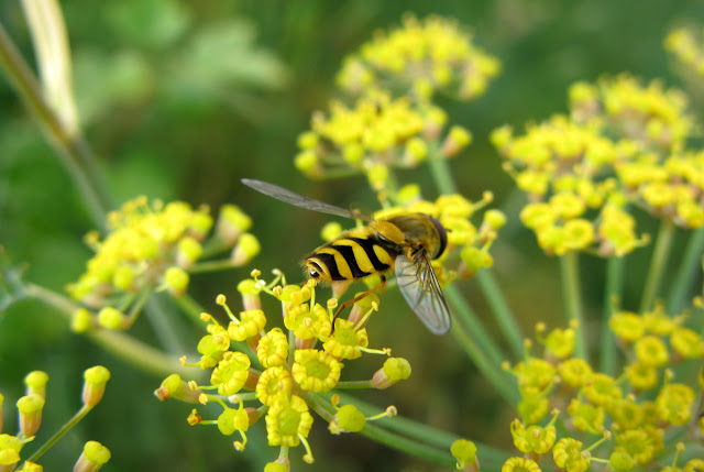 Close-up of hoverfly on fennel flowers.