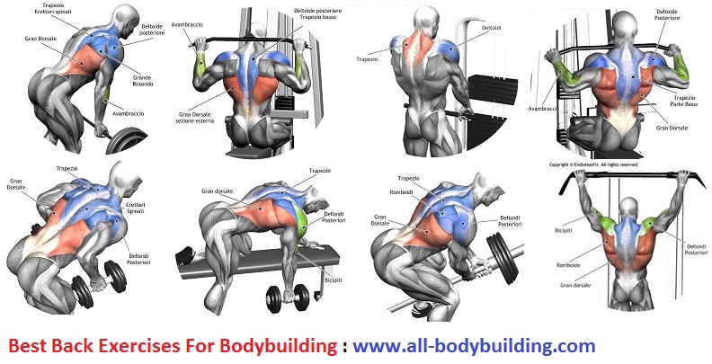 Best Back Exercises For Bodybuilding ~ multiple fitness