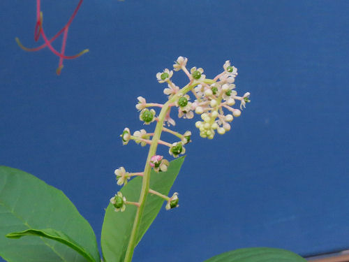 pokeweed