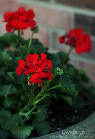 Summer Geraniums