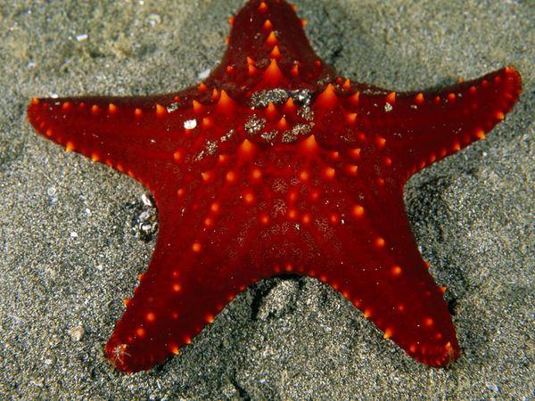 miles de estrellas de mar