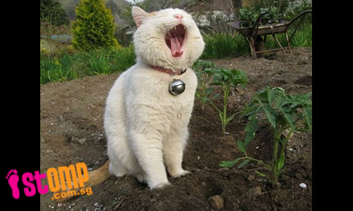 Cute : Kucing 'Garfield' Dalam Dunia Nyata (10 Photos) | Aku Stress Giler