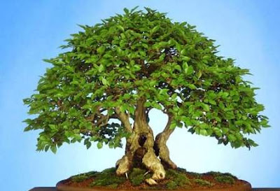 bonsai trees