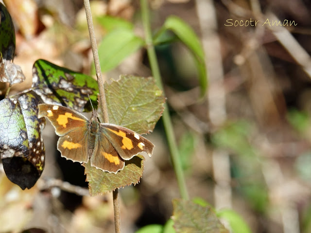 Libythea celtis