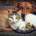 Senado aprova projeto para punição mais rígida em casos de maus-tratos a cães e gatos