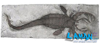 Fosil Kalajengking Laut Sebesar Manusia Ditemukan