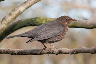 DFBridgeman Blackbird