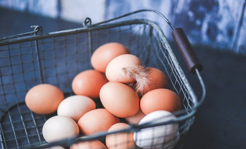 REINO DO LESOTO OVOS FÉRTEIS PINTOS DE UM DIA AVES VIVAS BRASIL EXPORTAÇÃO CARNE