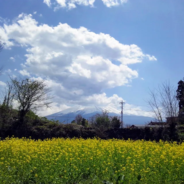 河口湖　八木崎公園 　菜の花