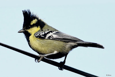 "Indian Yellow Tit, resident perched on a wire."