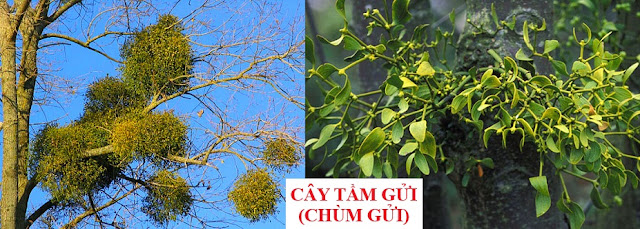 Tự Chữa Bệnh Bằng Cây Thuốc Nam - CÂY TẦM GỬI (CHÙM GỬI)