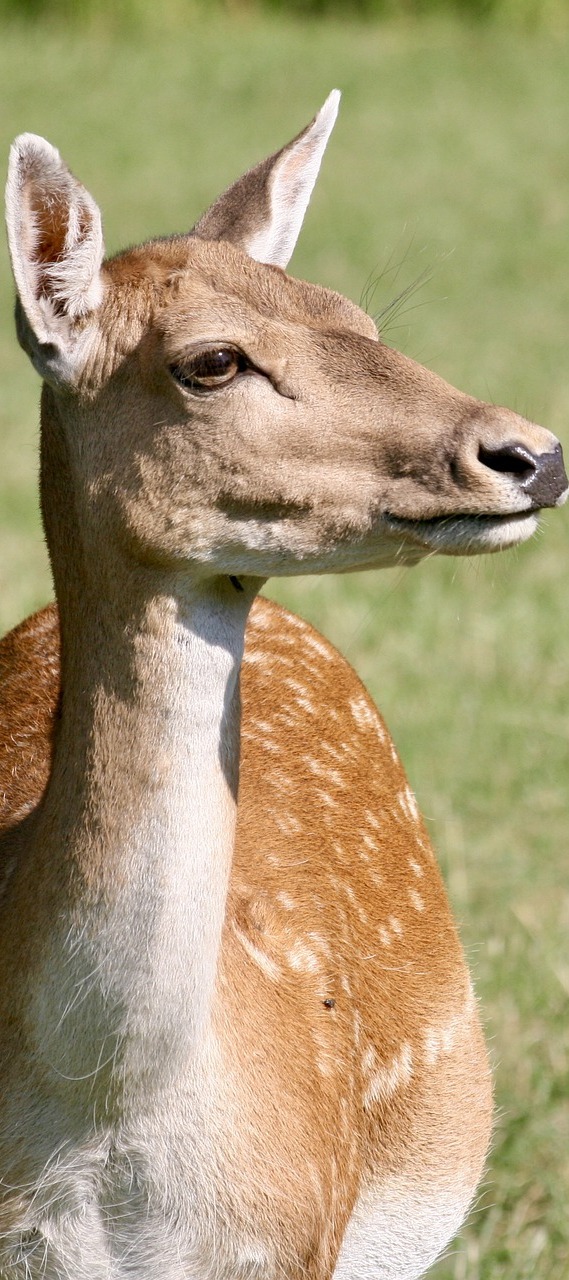 Picture of a fallow deer.