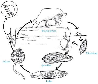 Siklus hidup cacing Fasciola hepatica