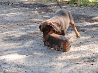 Strong Dachshund Seen On www.coolpicturegallery.us