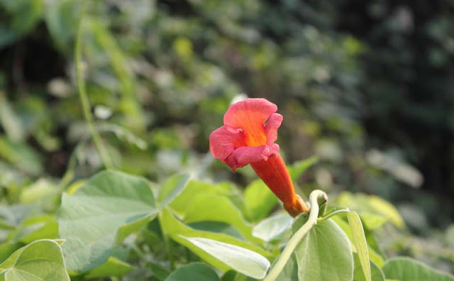 Trumpet Vine Flowers Pictures