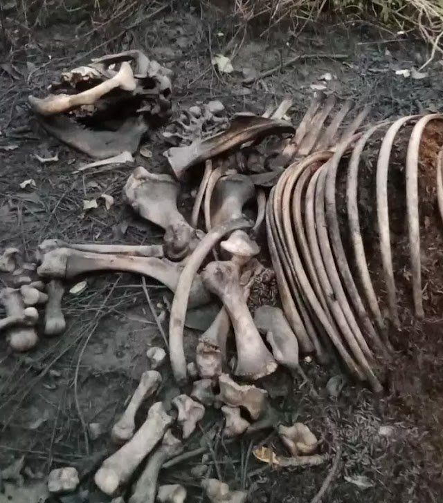 Skeleton recovered at Manas National Park