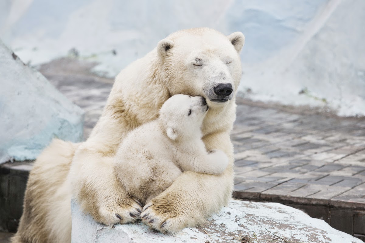 Polar Bear Cub Nestled With Mother Will Fill Your Heart With Warm, Fuzzy Feelings