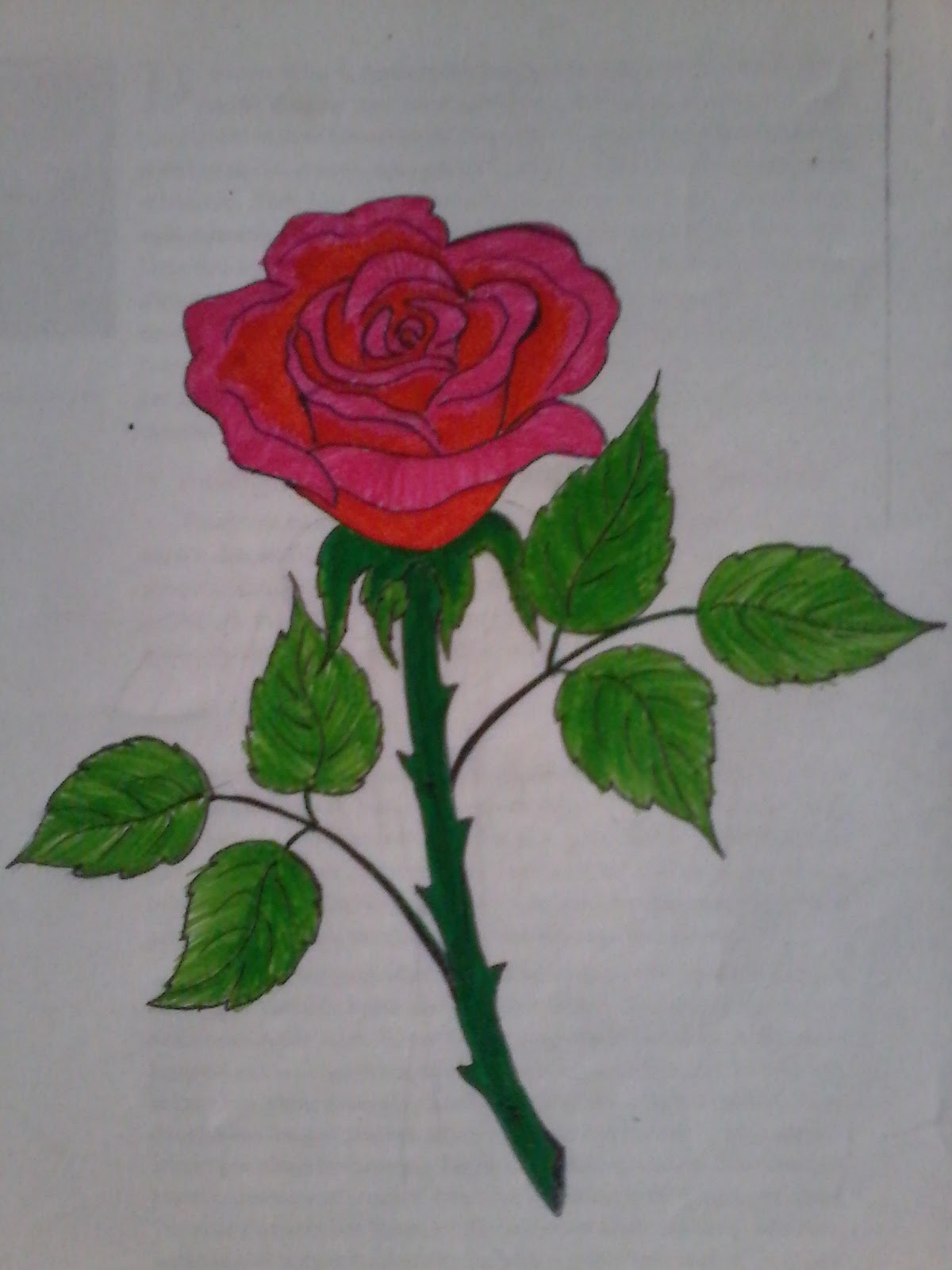 Tien Arcilla Gambar Sketsa Bunga Mawar Merah