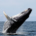 10. Avistamiento de ballenas en el Pacífico